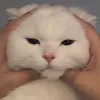 millkamu