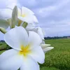 gedesumarjana