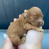 labradoodlepuppies1