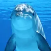 taratima