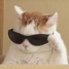 fakhama_cat.1