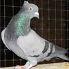 julijabrankowic