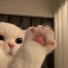 mepeachy_
