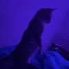 martin_mfv