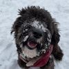 leelouthemaltipoo