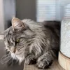 naiathemainecoon