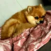 gita.fox