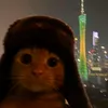 ishow_togo