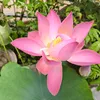 gia.vinhlong631