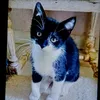 chaton0793