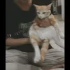 iminnimon