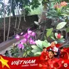 kientrinh785