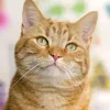 eveready_cat