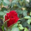 charbel_boulos68