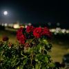 _shams_007