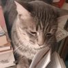 manchas_387