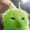 barkingfishh