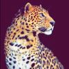 hodaseif730