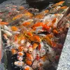 linh6858