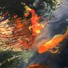 aetherons