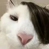 ranhroikobtlamcgii