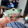 politemeeps