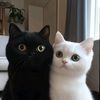 ayka_0806