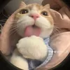_hinhal_