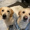 tessiandmilli