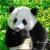 mitna_68