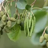pikulkina