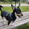 maximuschihuahua
