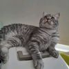bestielufu0