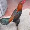 huyhoanggia123