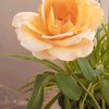 fatima_djl