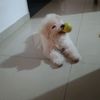 coco.m50