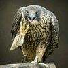 general_189