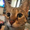 natsrallycat