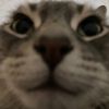 mog_raccoon