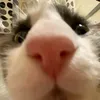 mr_gatto0