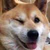 doggodog223