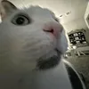 zen_noob
