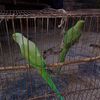 nir..hara.pakhi.388