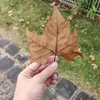 _luanalim