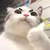 meobeo_57