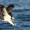 abatrot