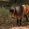 _peakabu_