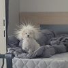 goofiedoofies