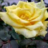 beautyroseees