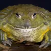 frogorigin